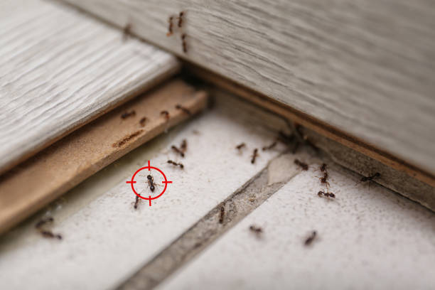 Best Pest Control for Restaurants  in Applewood, CO