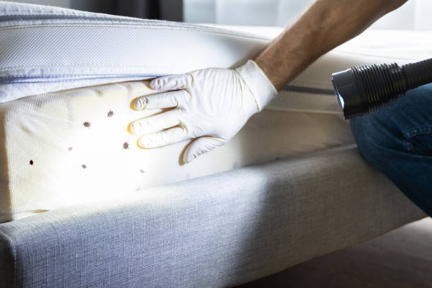 Pest Control for Restaurants in Applewood, CO