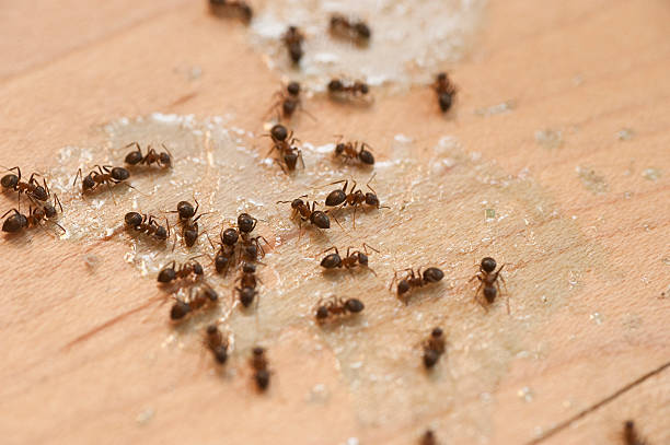 Reliable Applewood, CO Pest Control Solutions