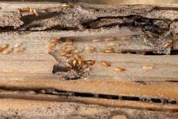 Best Residential Pest Control  in Applewood, CO