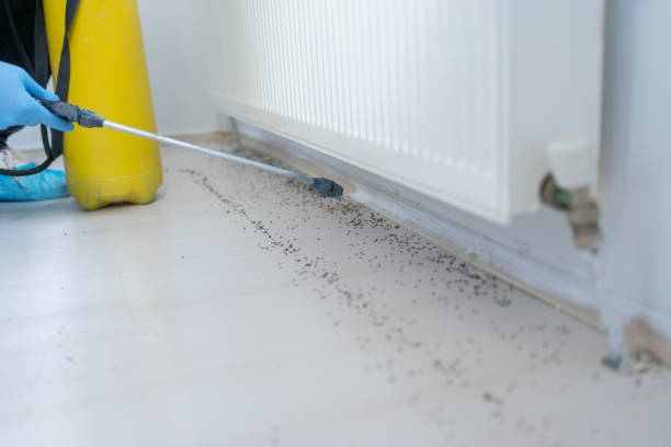 Best Affordable Pest Control Services  in Applewood, CO